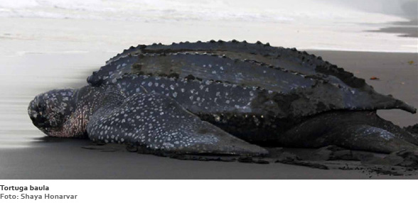 Tortuga baula (Foto: Shaya Honarvar)