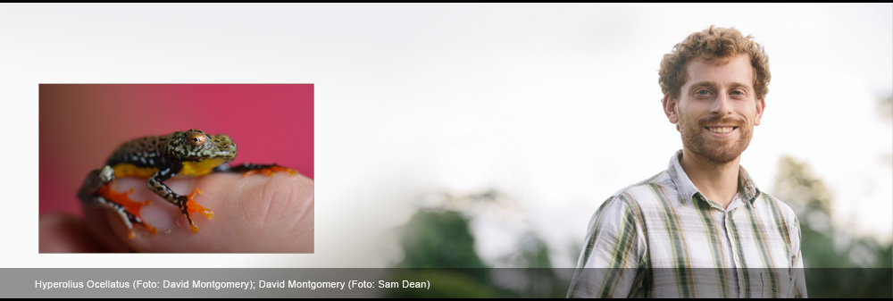 Hyperolius Ocellatus (Foto: David Montgomery); David Montgomery (Foto: Sam Dean)